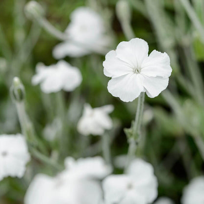 Coronaria Alba Lychnis plant