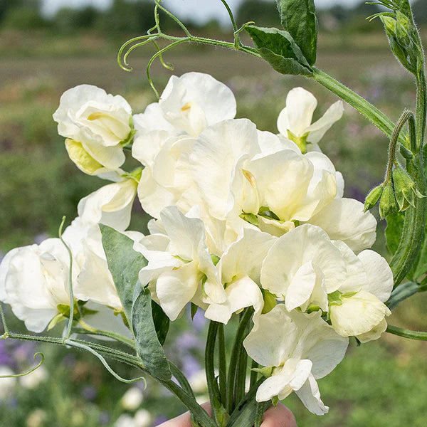 Sweet Pea flower seeds