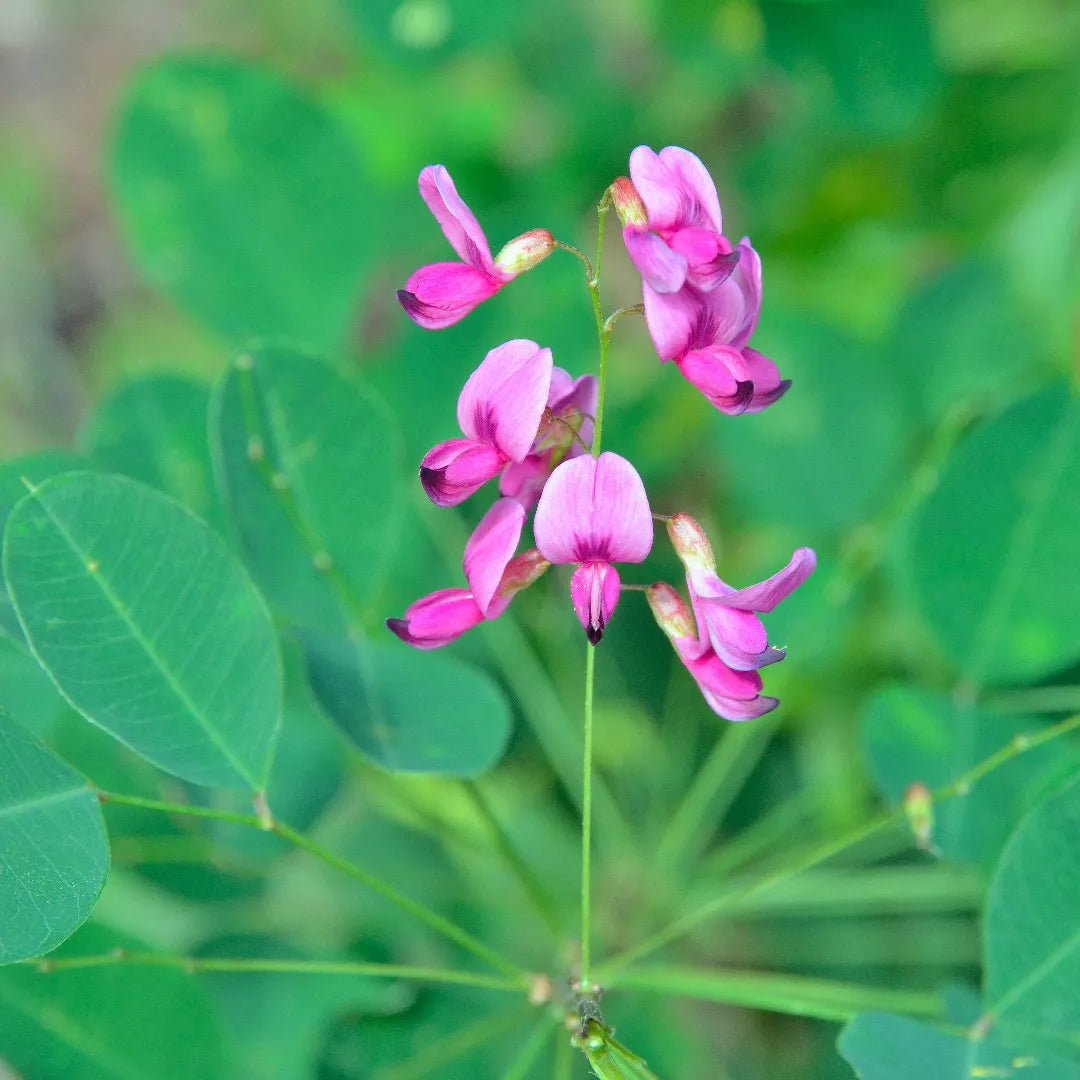 Lespedeza Bicolor flower seeds