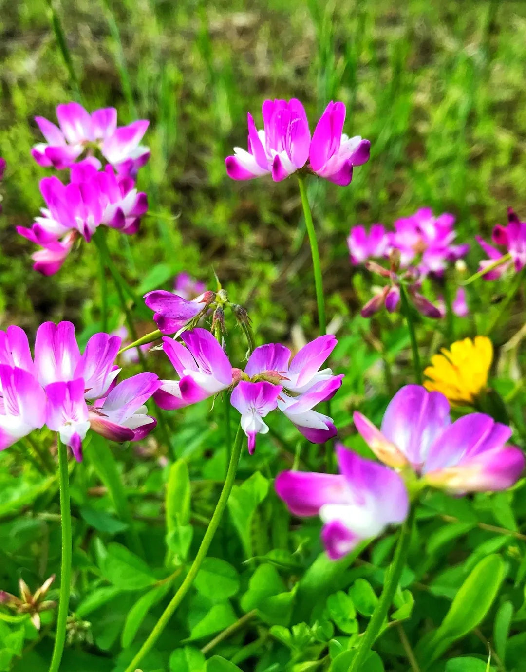 Pink Astragalus flower seeds