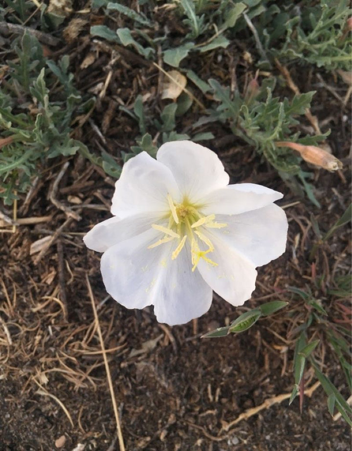 White Evening flower seeds