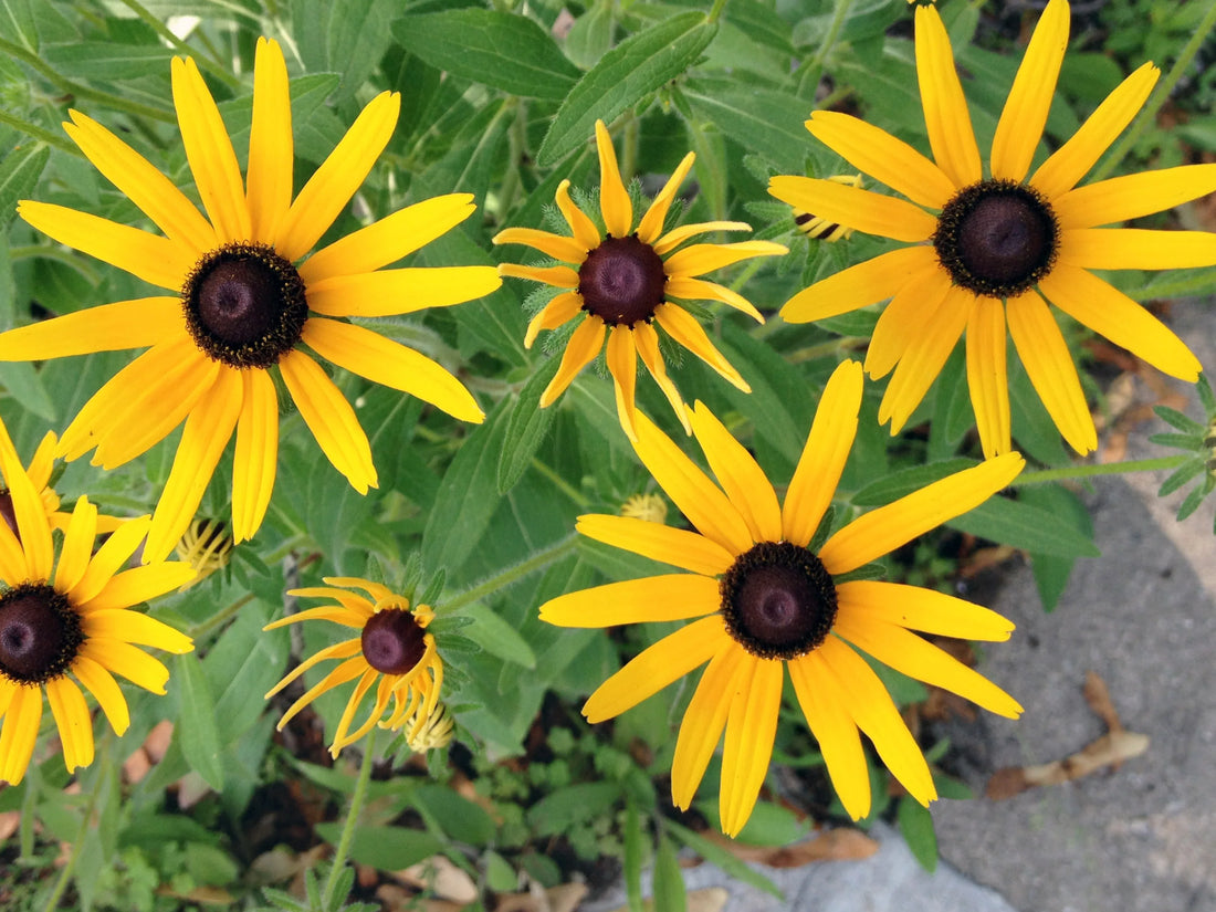 Susan flower seeds