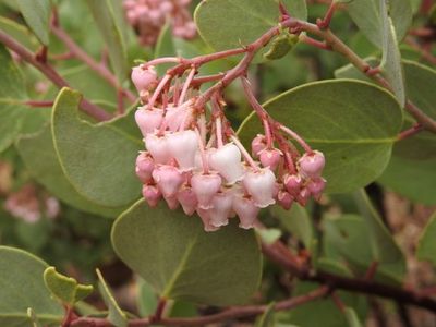 Whiteleaf Manzanita flower seeds
