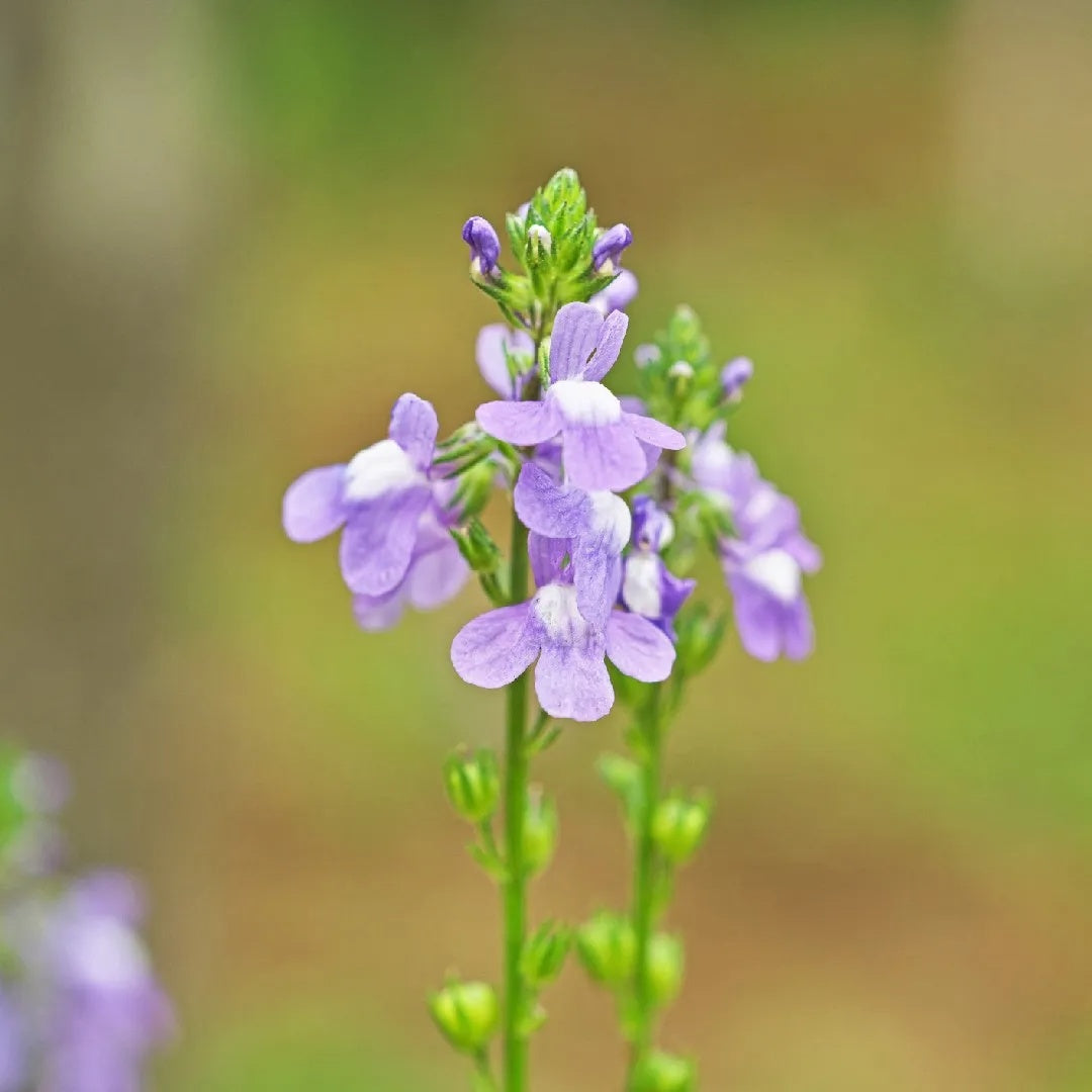 Linaria Canadensis Toadflax plant