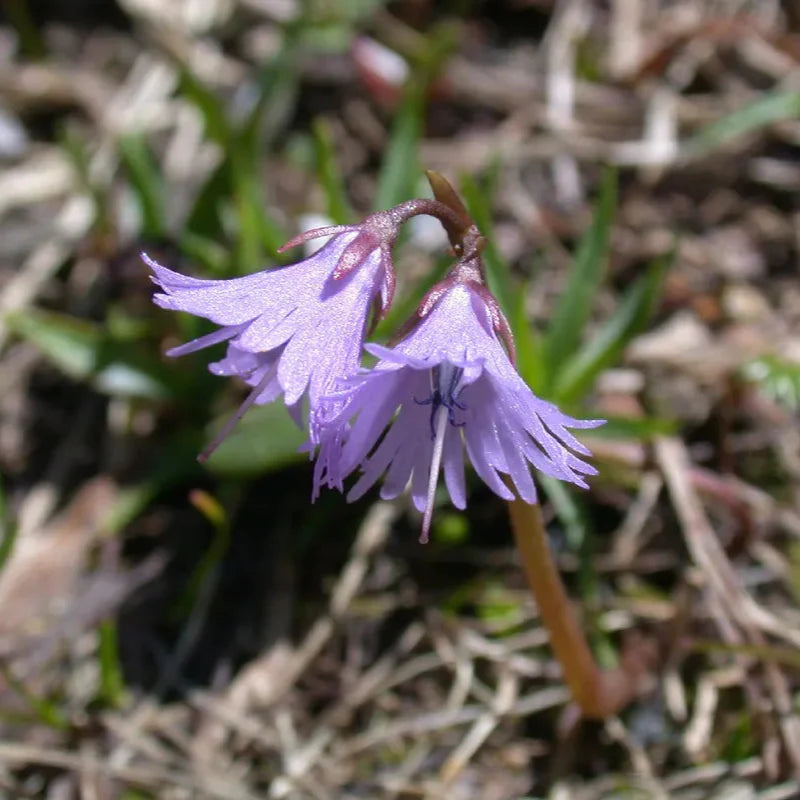 Violet Soldanella flower seeds