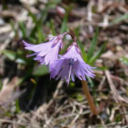 Violet Soldanella flower seeds