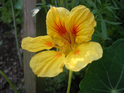 Yellow Allamanda flower seeds