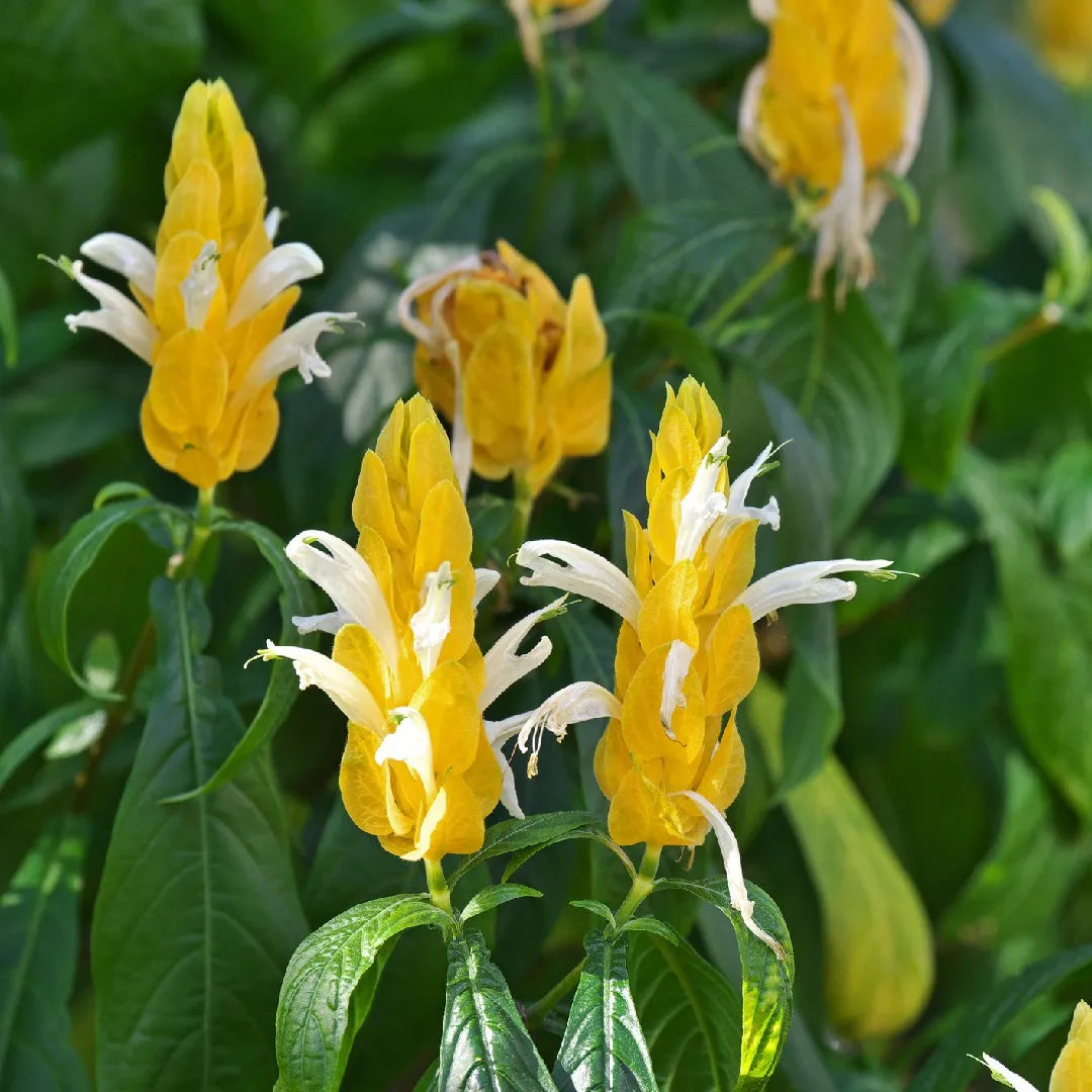 Pachystachys Lutea flower seeds