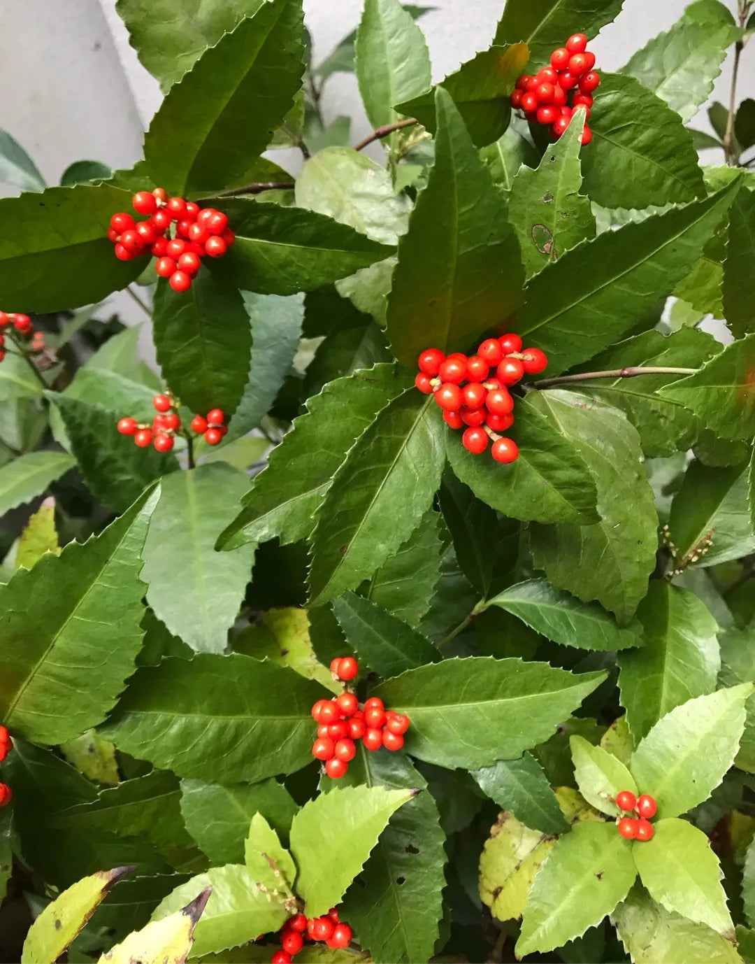 Sarcandra Glabra flower seeds