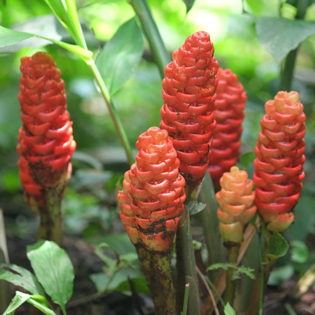 Wild Ginger flower seeds