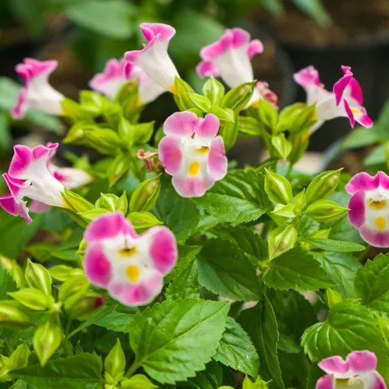 Wishbone flower seeds