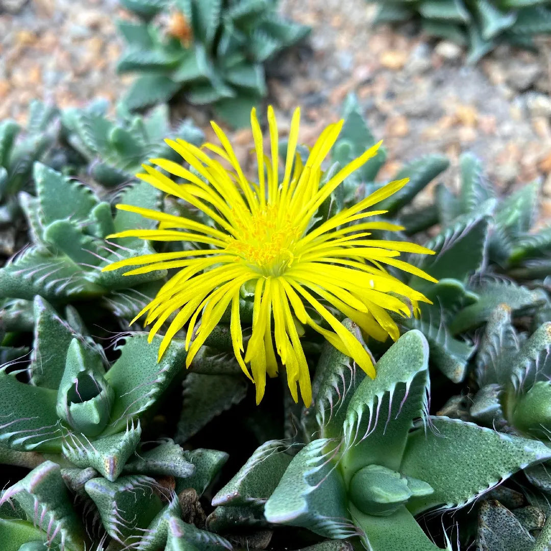 Echter Tigerrachen flower seeds