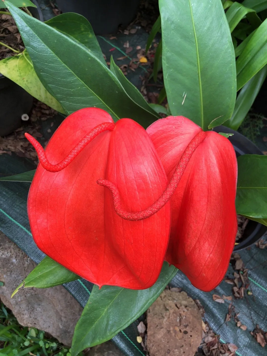 Pigtail Anthurium flower seeds