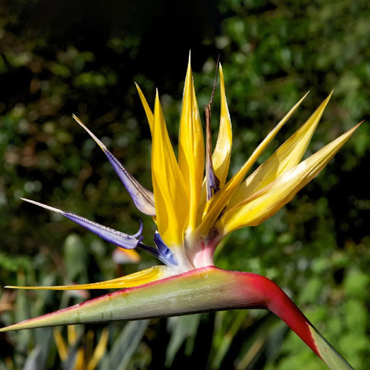 Yellow Strelitzia flower seeds