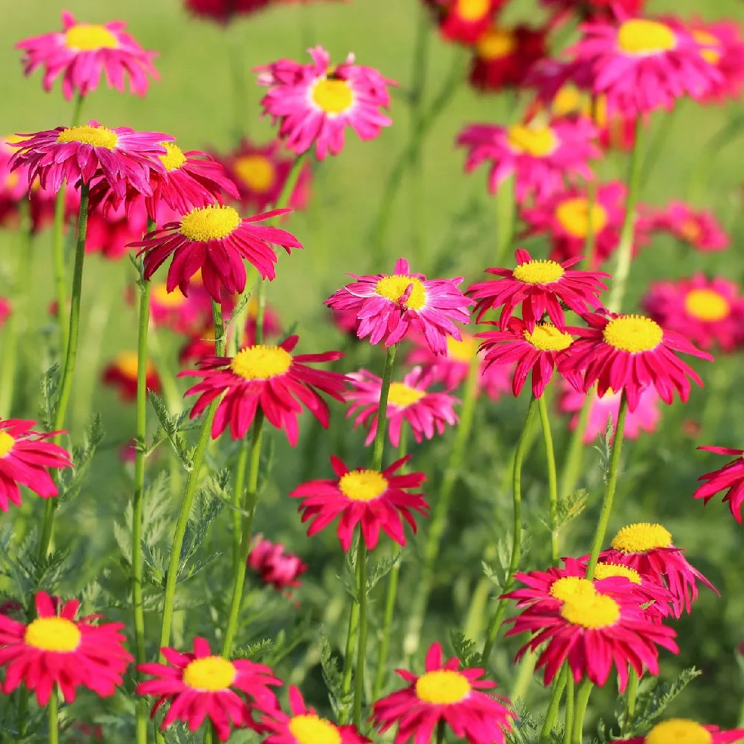 Pink Pyrethrum flower seeds