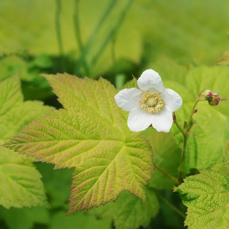 Rubus Parviflorus flower seeds