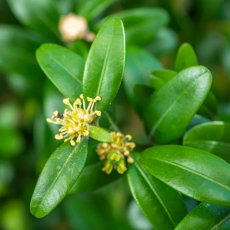 Buxus Sempervirens flower seeds