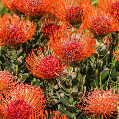 Leucospermum Cordifolium flower seeds