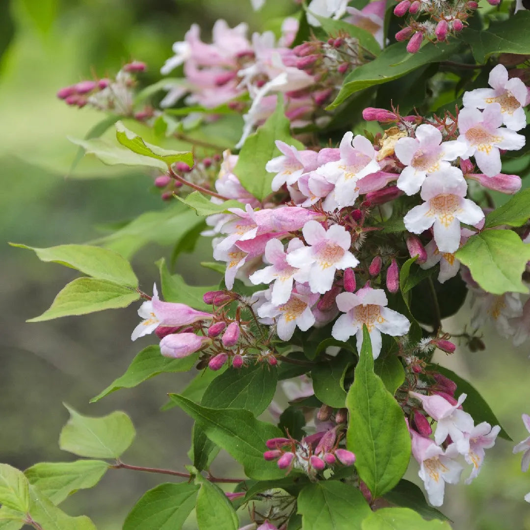 Beautybush flower seeds