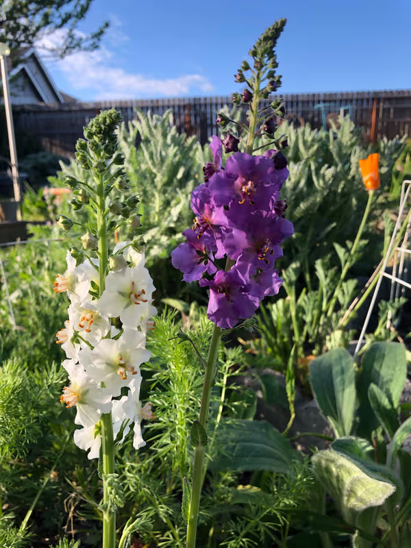 Verbascum flower seeds