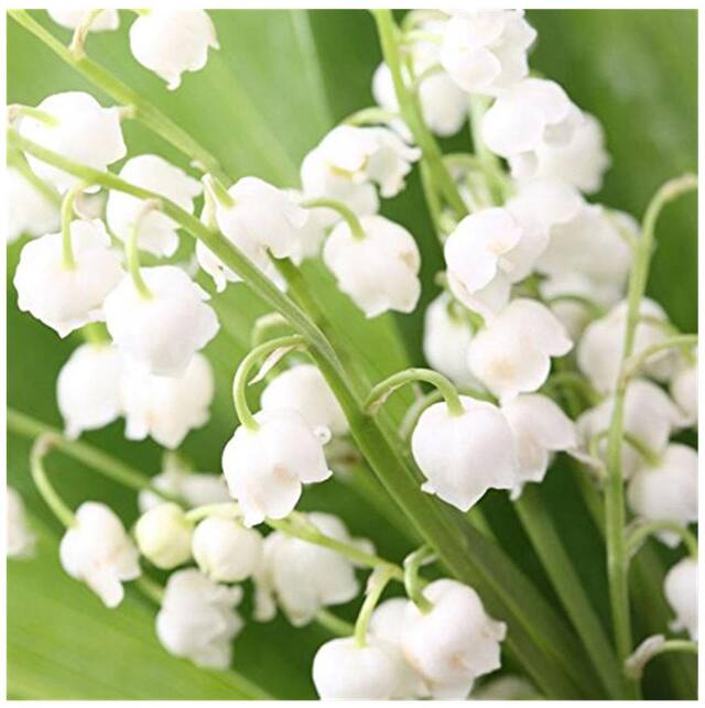 Bell Orchid flower seeds