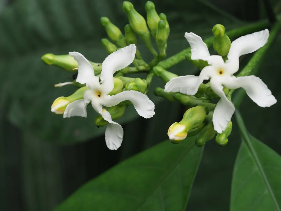 Voacanga flower seeds