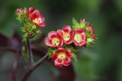Red Bellyache Bush Flower Seeds for Planting – Heirloom Non-GMO Garden Seeds