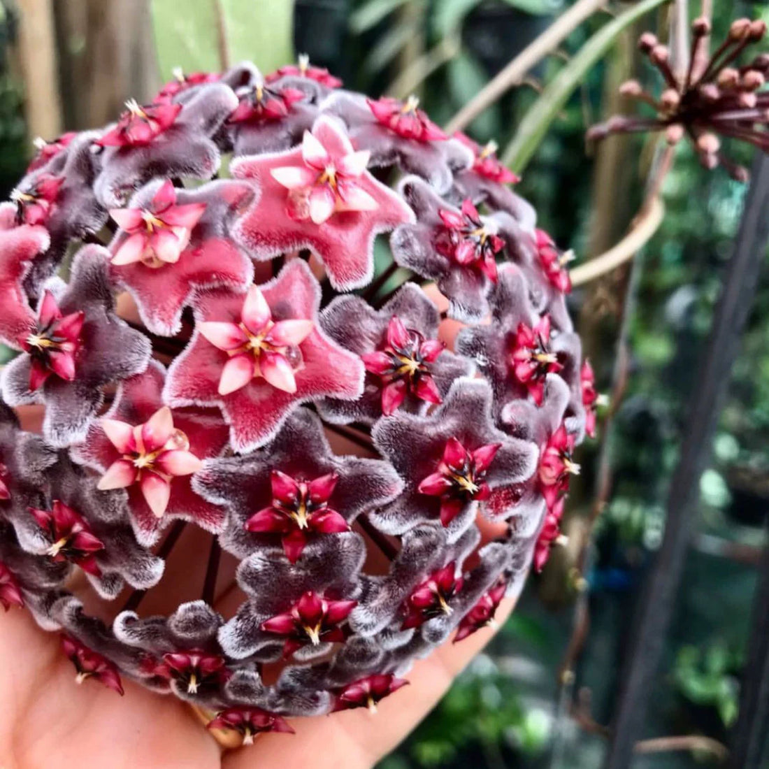 Burgundy Hoya flower seeds