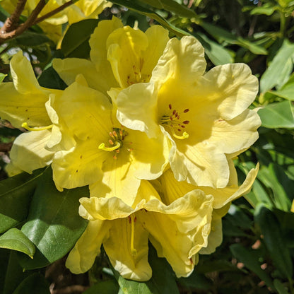 Yellow Rhododendron flower seeds