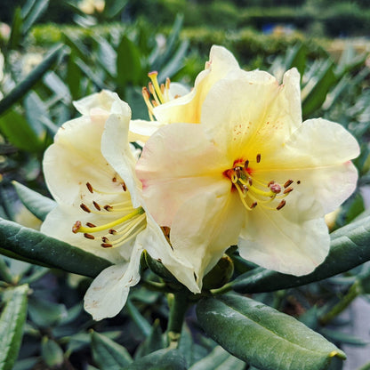 Yellow Rhododendron flower seeds