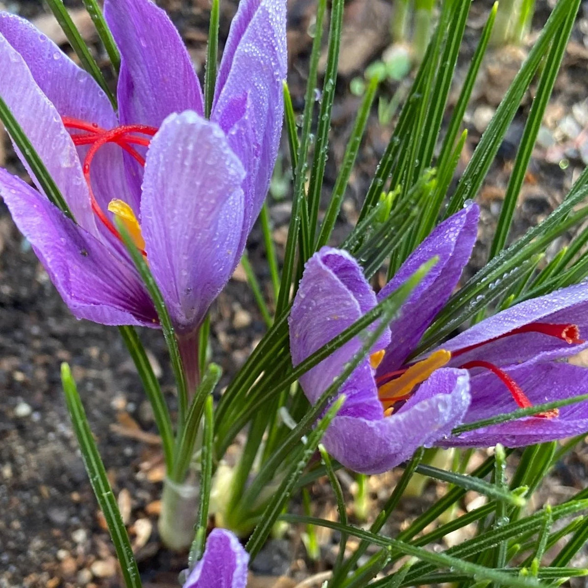 Crocus Sativus Saffron plant