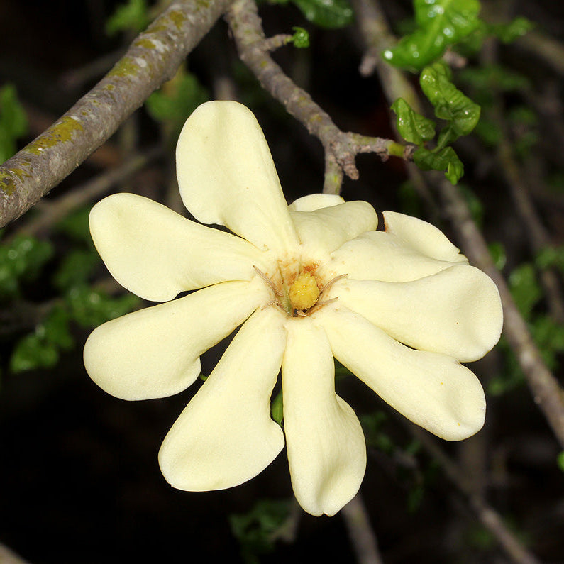 White Volkensii flower seeds