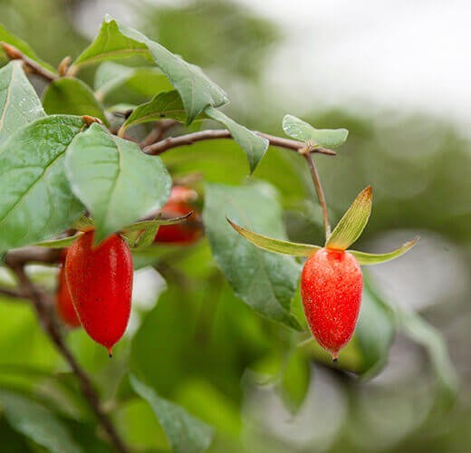 red rhombifolia seeds