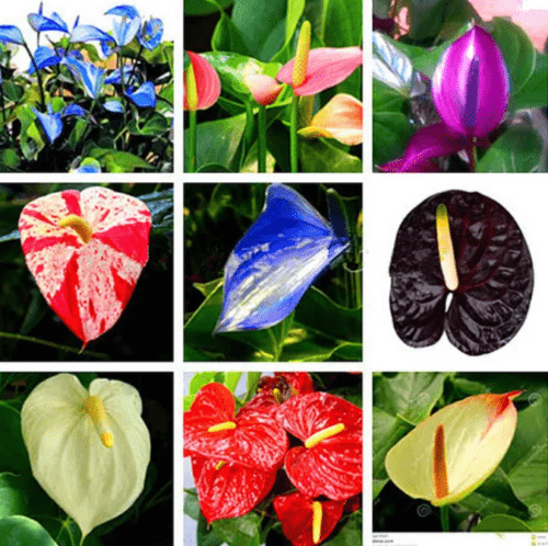 Multicolour Anthurium flower seeds