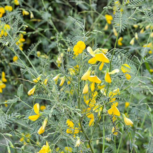 Yellow Sesbania flower seeds