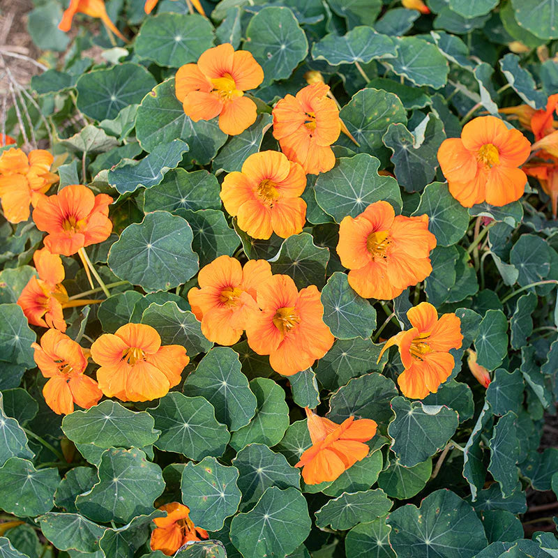 Orange Nasturtium Flower Seeds for Planting – Heirloom Non-GMO Garden Seeds
