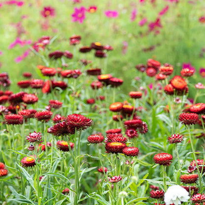 Red Strawflower Seeds for Planting – Heirloom Non-GMO Garden Seeds