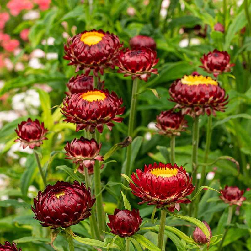 Red Yellow flower seeds