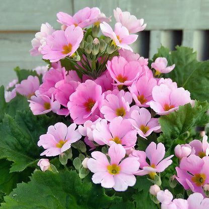 Pink Primula plant