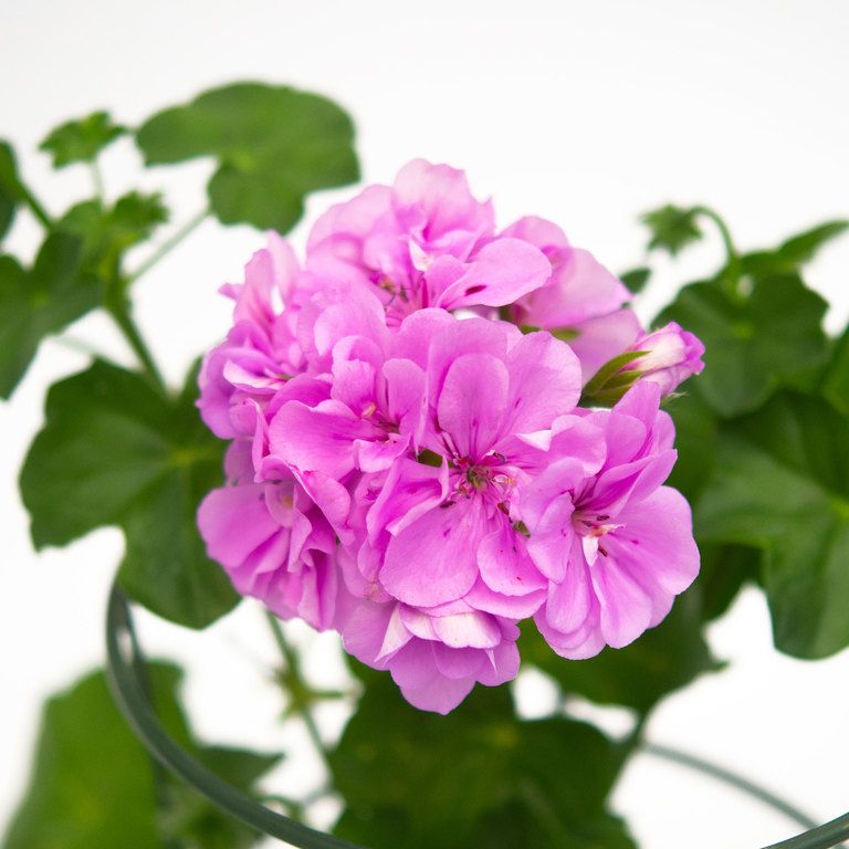 Violet Climbing flower seeds
