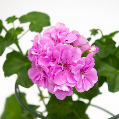 Violet Climbing flower seeds