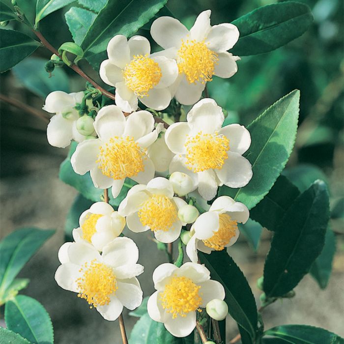 Camellia Sinensis flower seeds