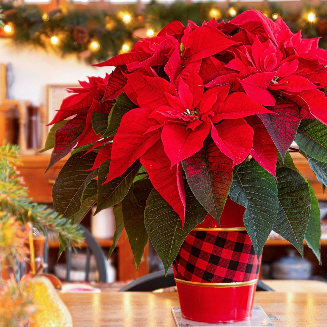 Poinsettia flower seeds