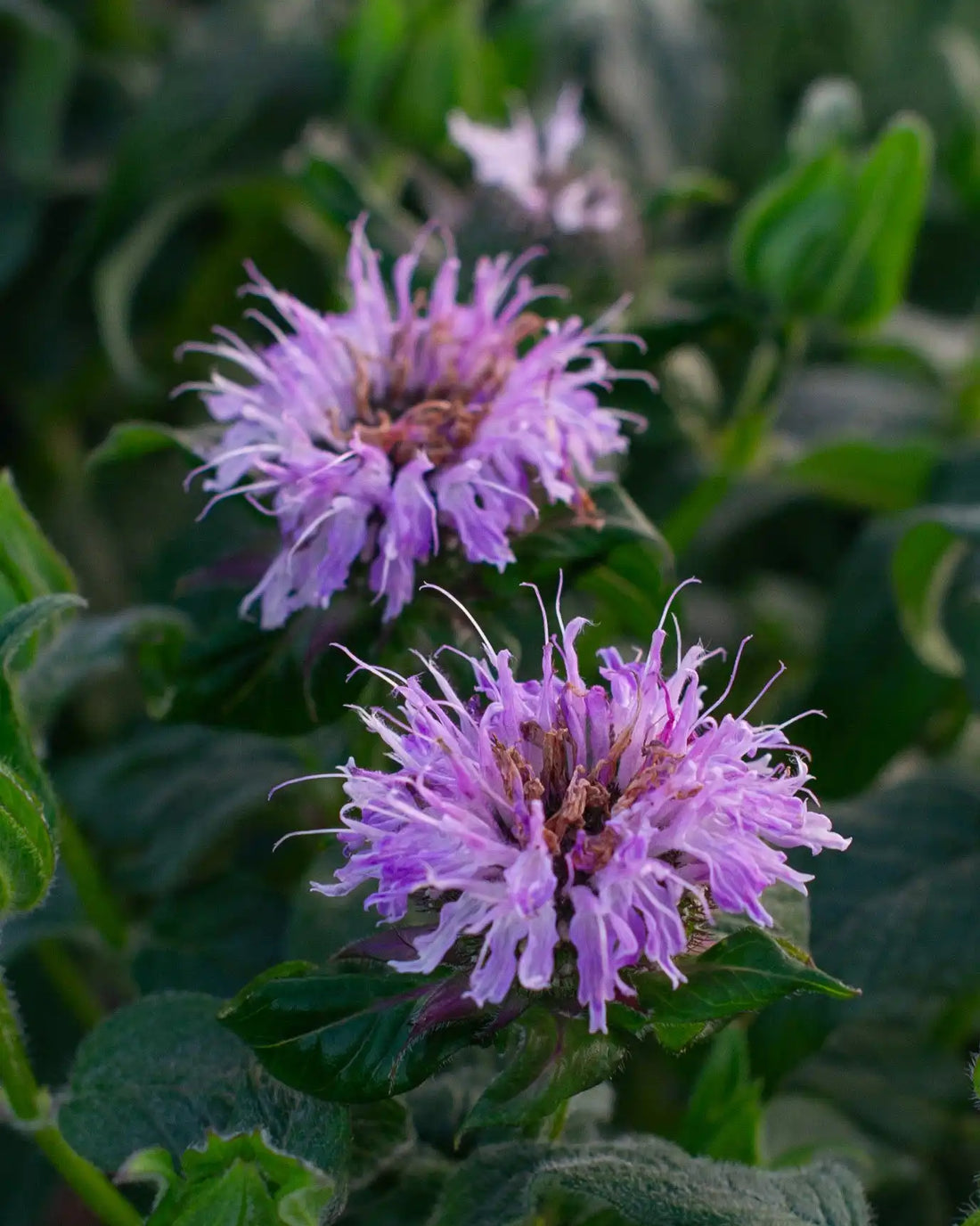 Lavender Monarda flower seeds