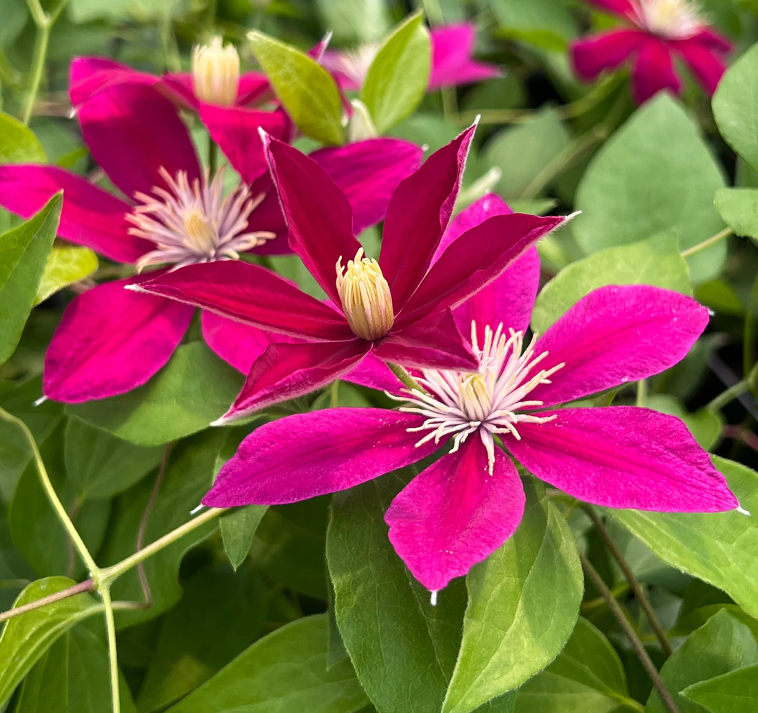 Deep Pink flower seeds