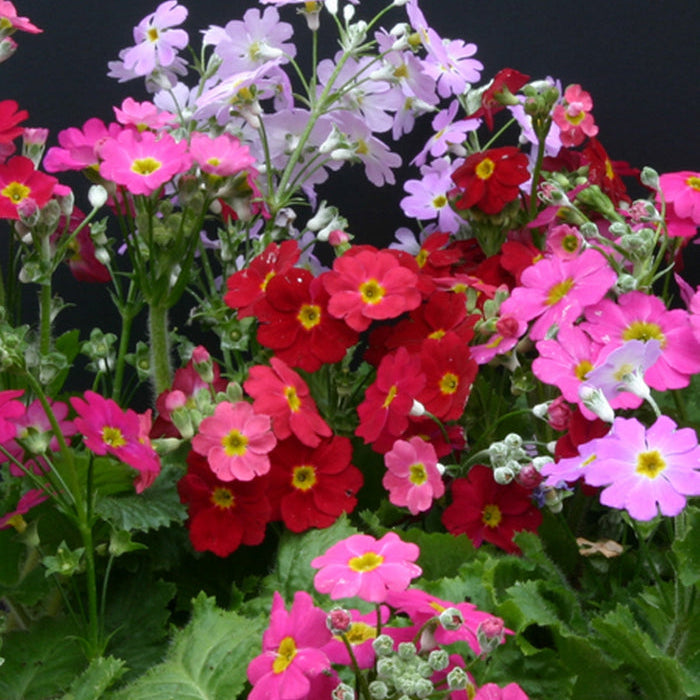 Annual Primula Malacoides plant