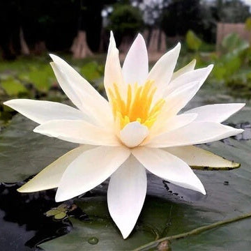 Asiatic White Lotus plant