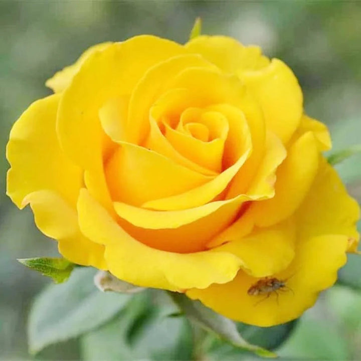 Lemon Yellow flower seeds