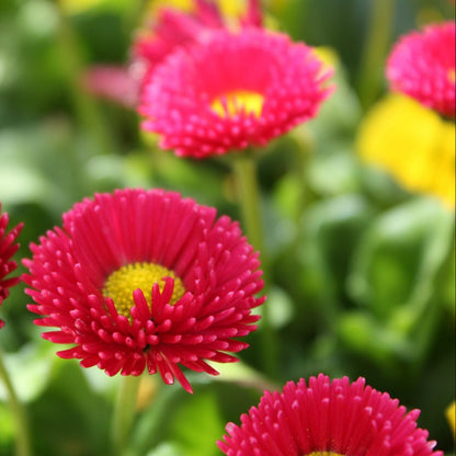Rose Bellis Perennis plant