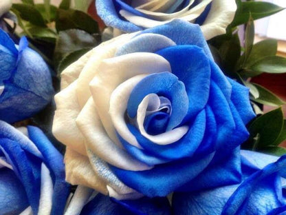 Rose Flower Seeds for Planting – Heirloom Non-GMO Garden Seeds